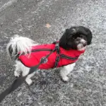 Waterproof Furry Jacket for Dogs of All Sizes - Image 6