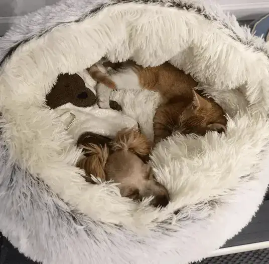 Washable Bed