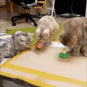 Interactive Cat Toy