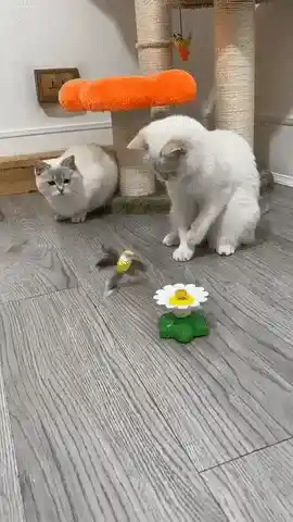 Cat Playing