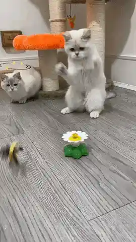 Fun Cat Toy