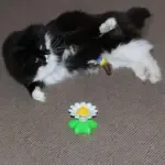 Interactive Bird Toy For Cats - Image 2