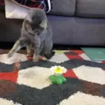 Interactive Bird Toy For Cats - Image 7