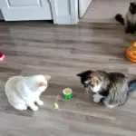 Interactive Bird Toy For Cats - Image 4