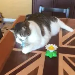 Interactive Bird Toy For Cats - Image 5