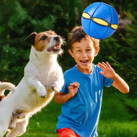 Pet playing