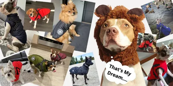 Happy Dog in Jacket