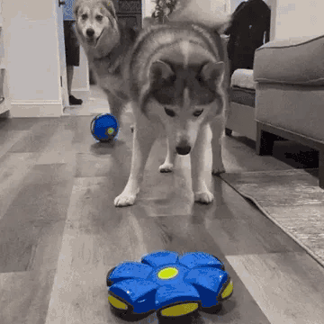 Flying Saucer Ball
