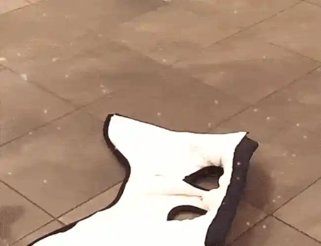 Dog enjoying winter