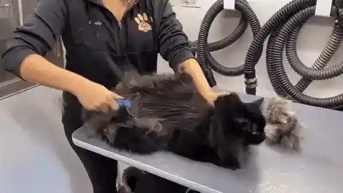 Dog Grooming Tool