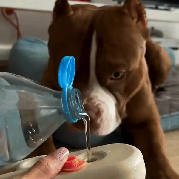 Pet Brush Usage