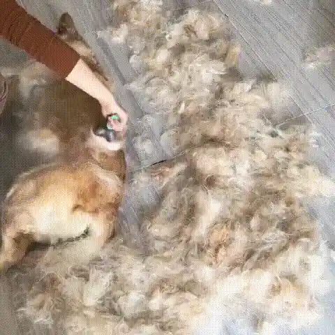Safe Grooming