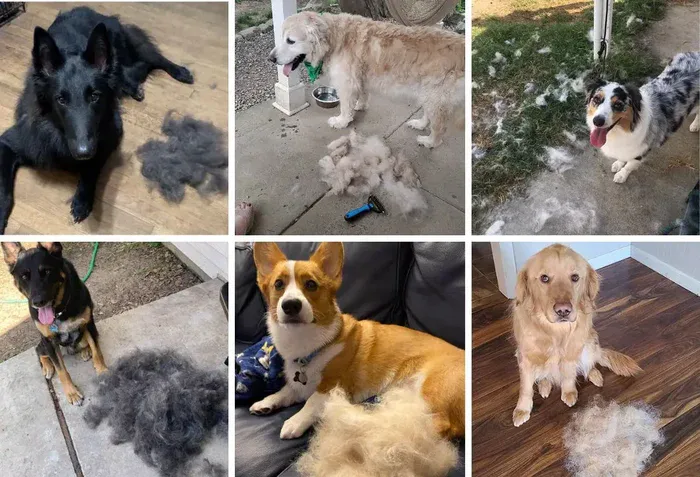 Preventing Tangles in Dogs