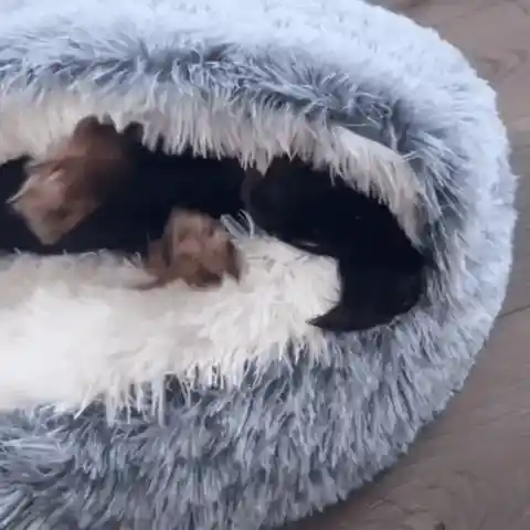 Comfortable Pet Bed