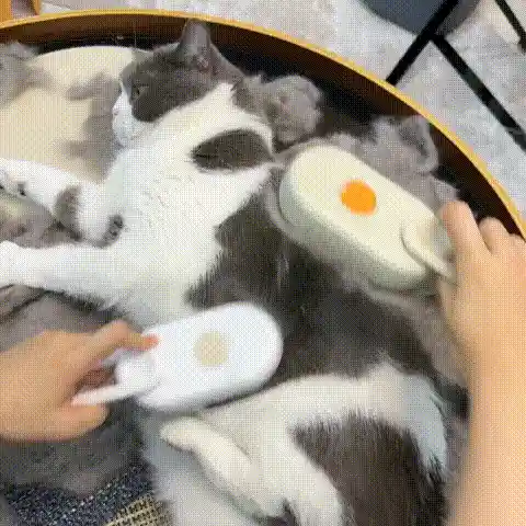 Pet Brush Image